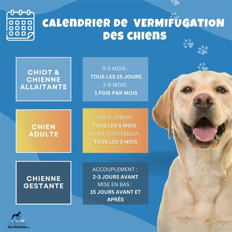 Quel vermifuge choisir pour votre chien 